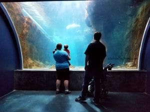 Utah Spring Break Ideas: The Loveland Living Planet Aquarium Review ... - Living Planet Aquarium Draper Utah 300x225